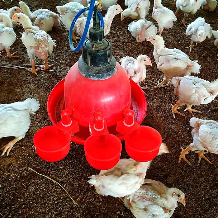ChickenBowl, napáječka pro slepice a jinou drůbež (6 kusů) - Image 6