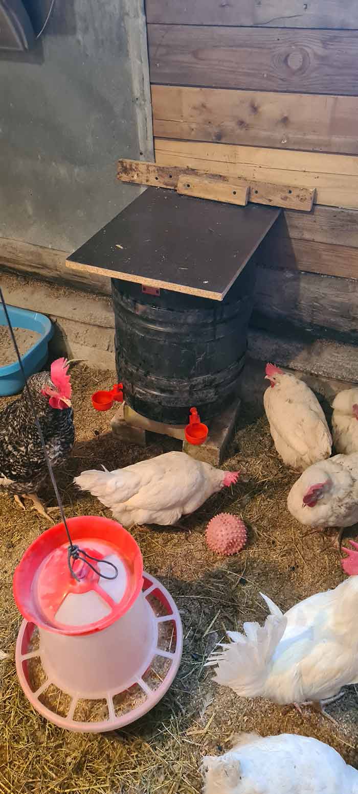 ChickenBowl, napáječka pro slepice a jinou drůbež (6 kusů) - Image 10