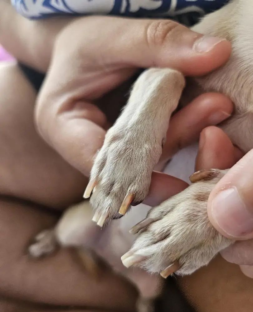 PawGloTrim, kleště na drápky se světlem LED - Image 10