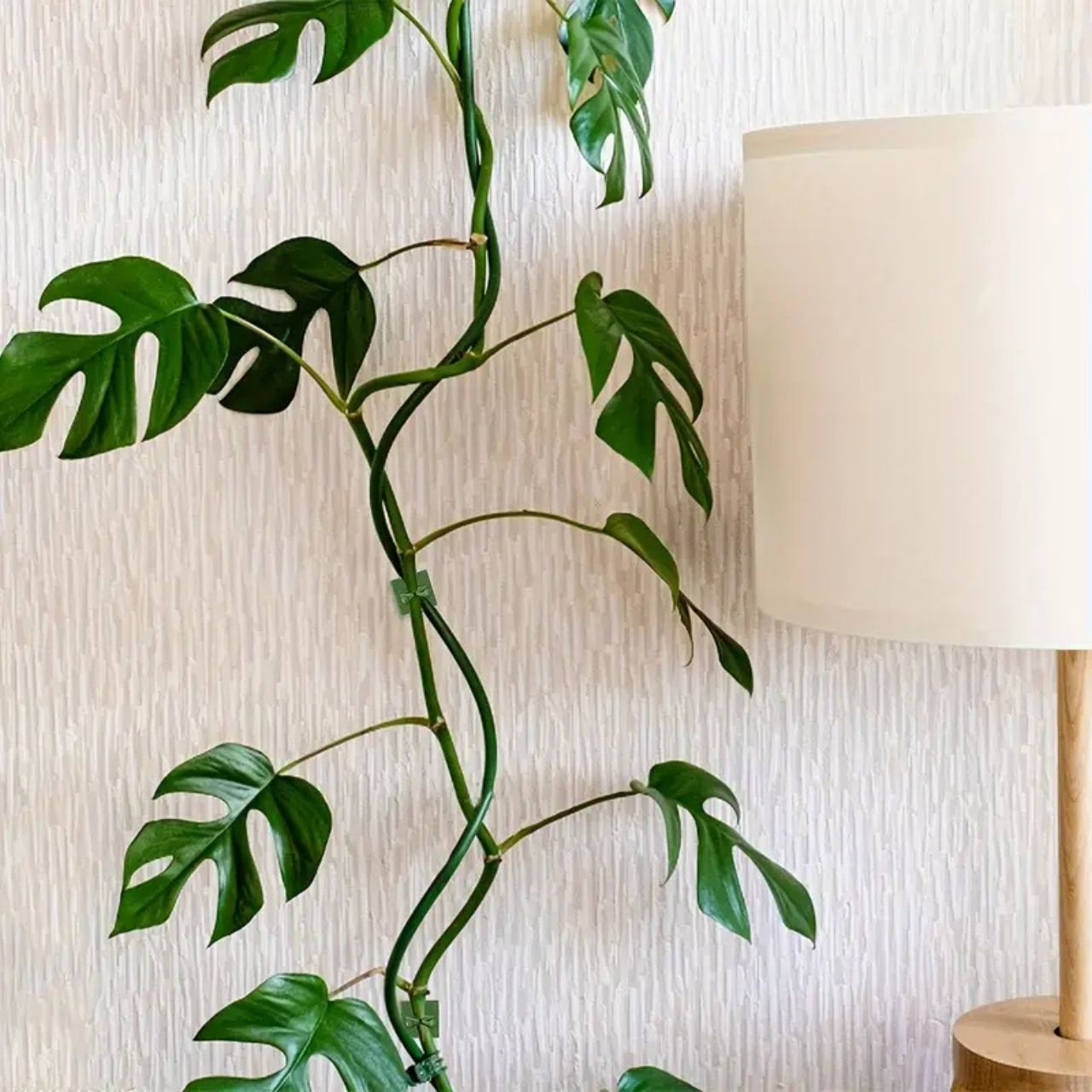Vines, samolepicí držáky rostlin a popínavé rostliny (100 kusů) - Image 8